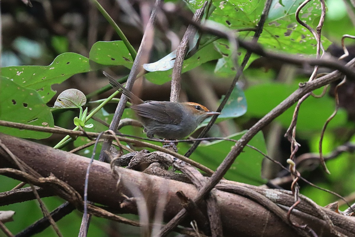 Fiji Bush Warbler - ML623023604