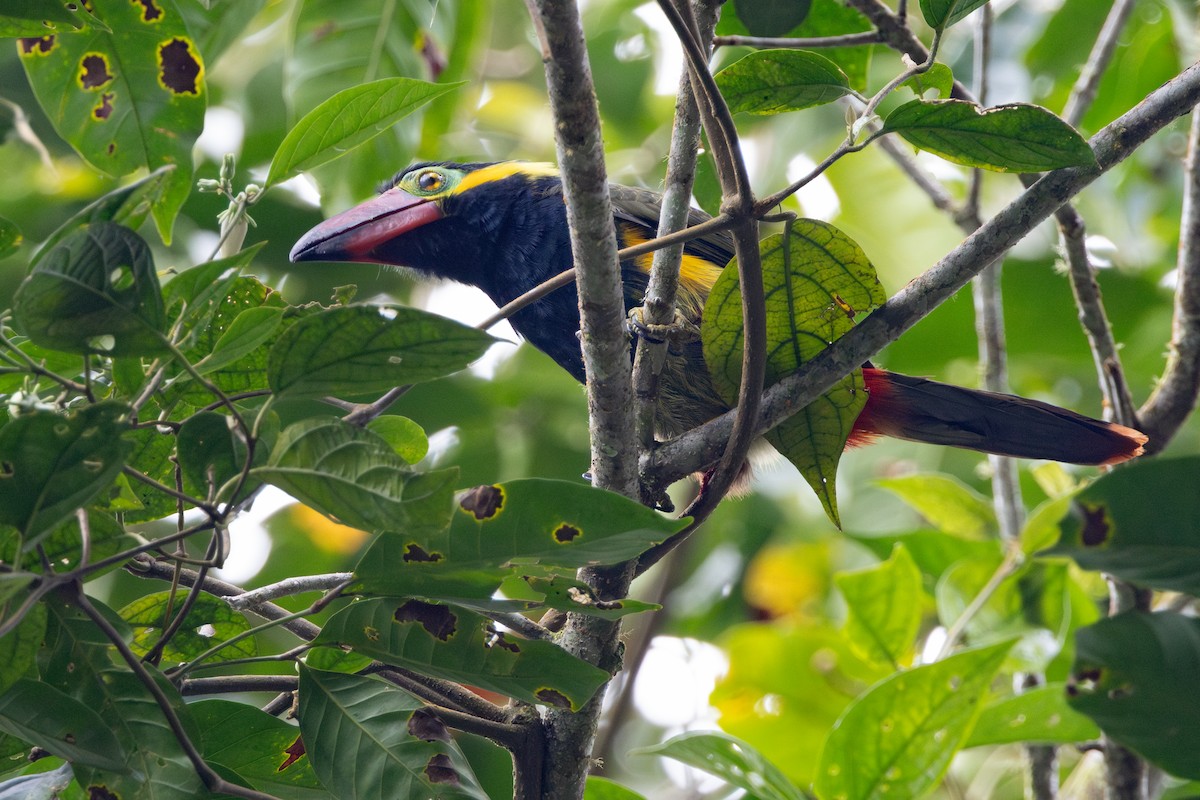 Golden-collared Toucanet - ML623023605