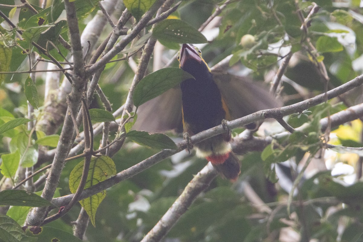 Golden-collared Toucanet - ML623023612