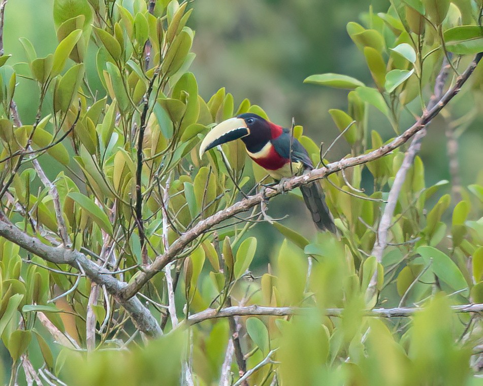 Red-necked Aracari - ML623023639