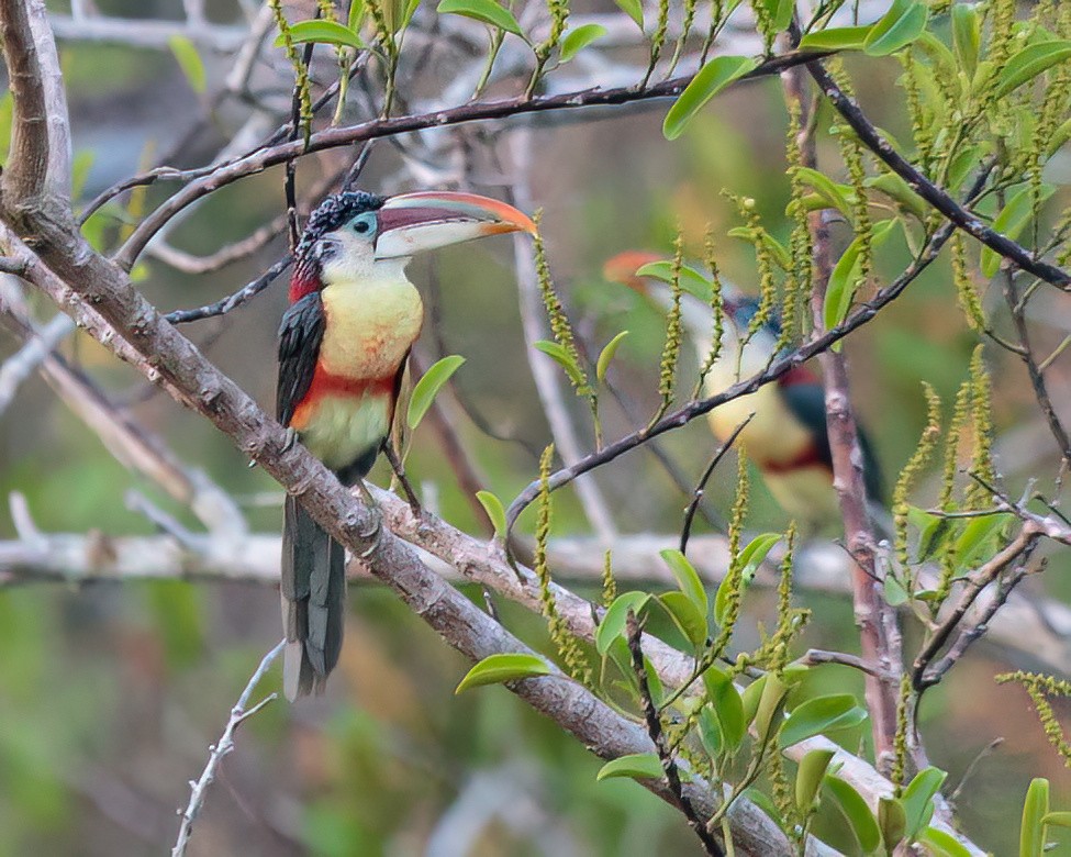 Curl-crested Aracari - ML623023641