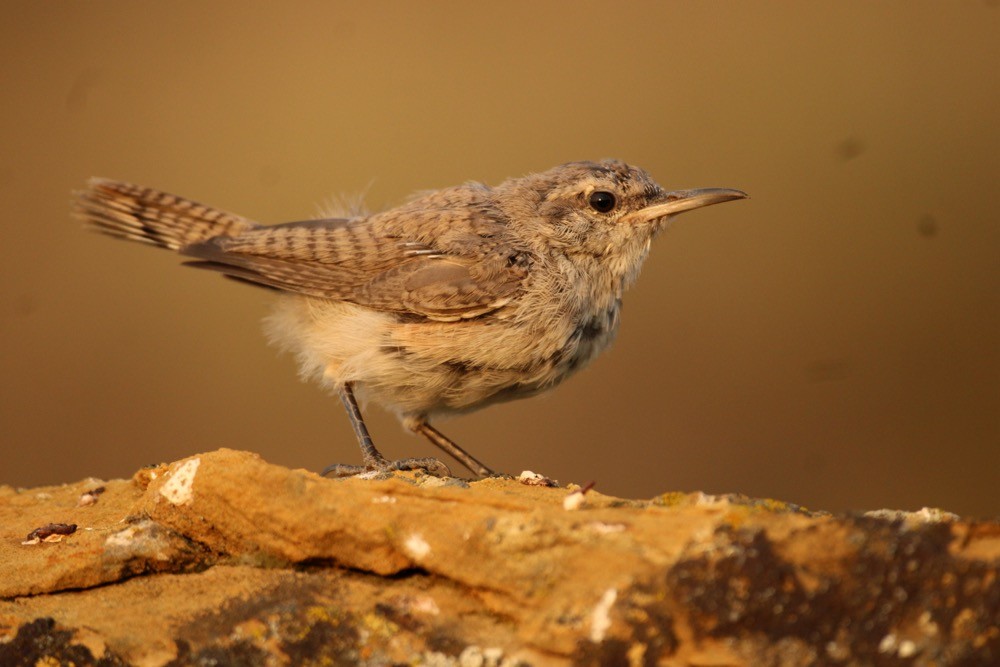 Rock Wren - ML623023647