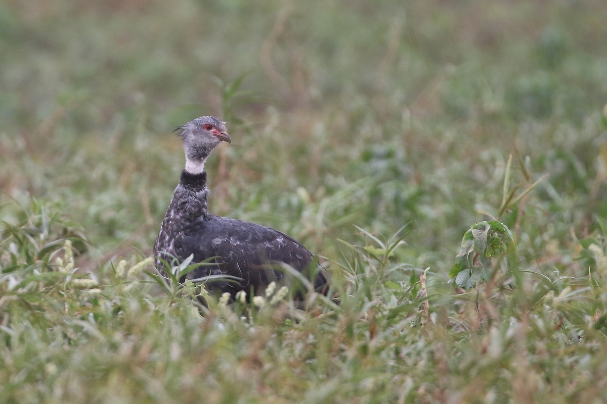 Southern Screamer - ML623023683