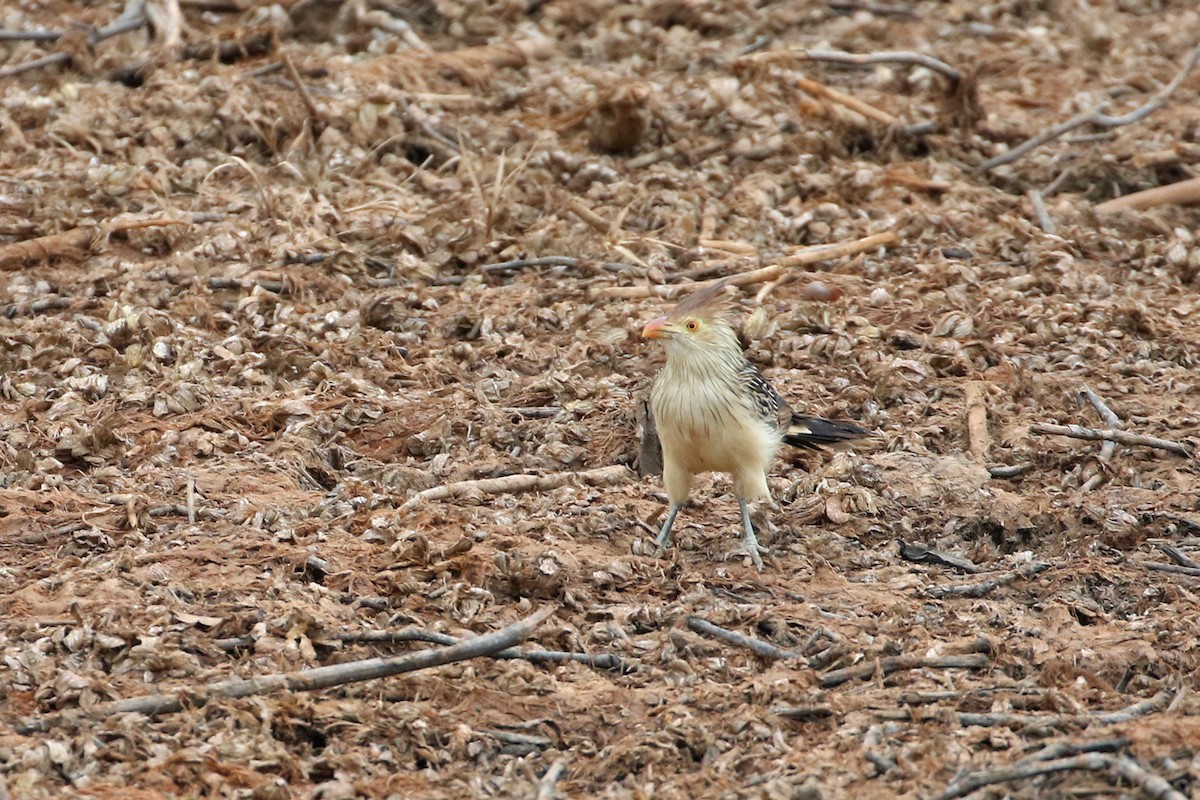 Guira Cuckoo - ML623023684