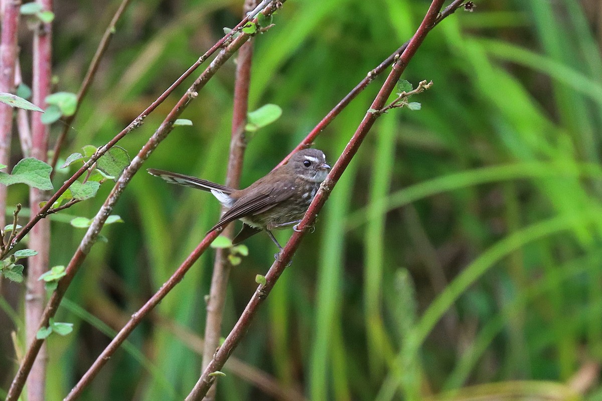 Fiji Streaked Fantail - ML623023686