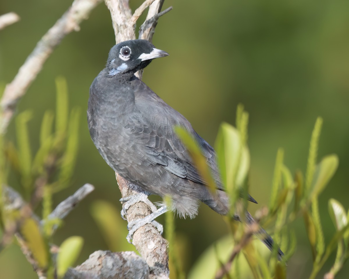 Bare-necked Fruitcrow - ML623023689