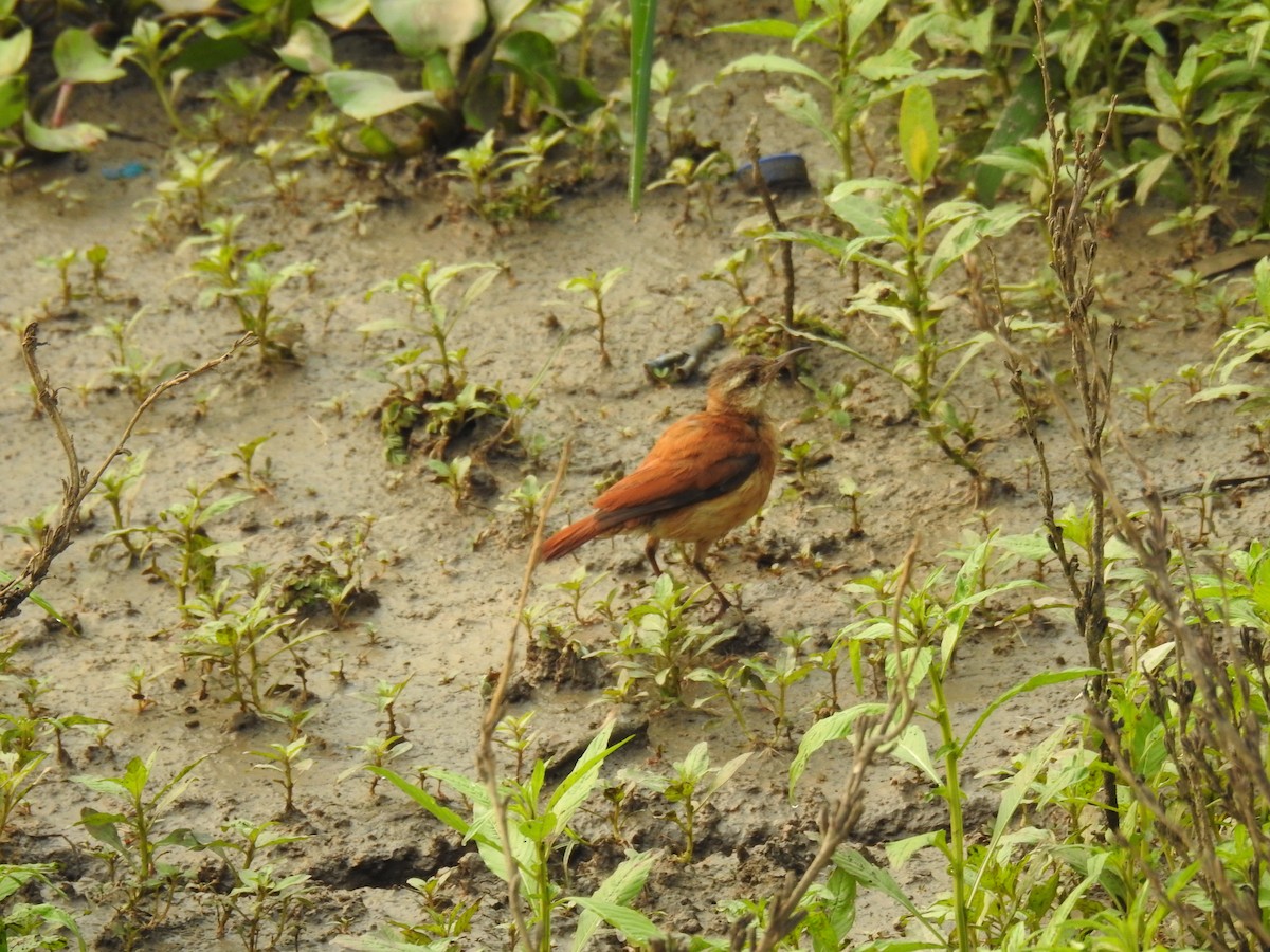 Lesser Hornero - Francisco Javier Alonso Acero  (Hotel Malokamazonas)