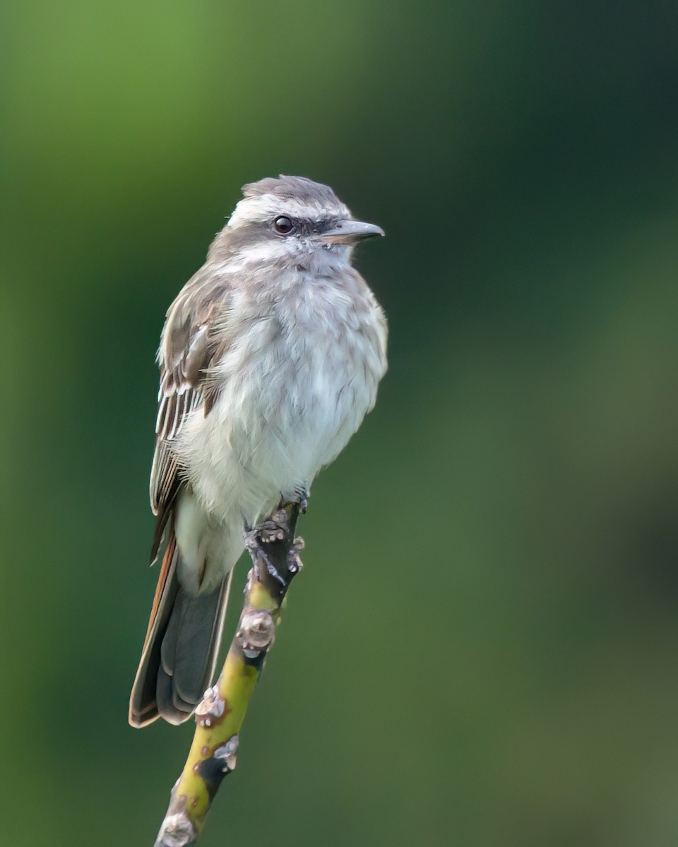 Variegated Flycatcher - ML623023697