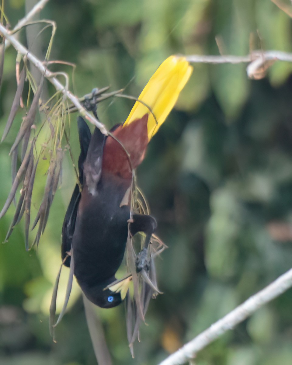 Crested Oropendola - ML623023704