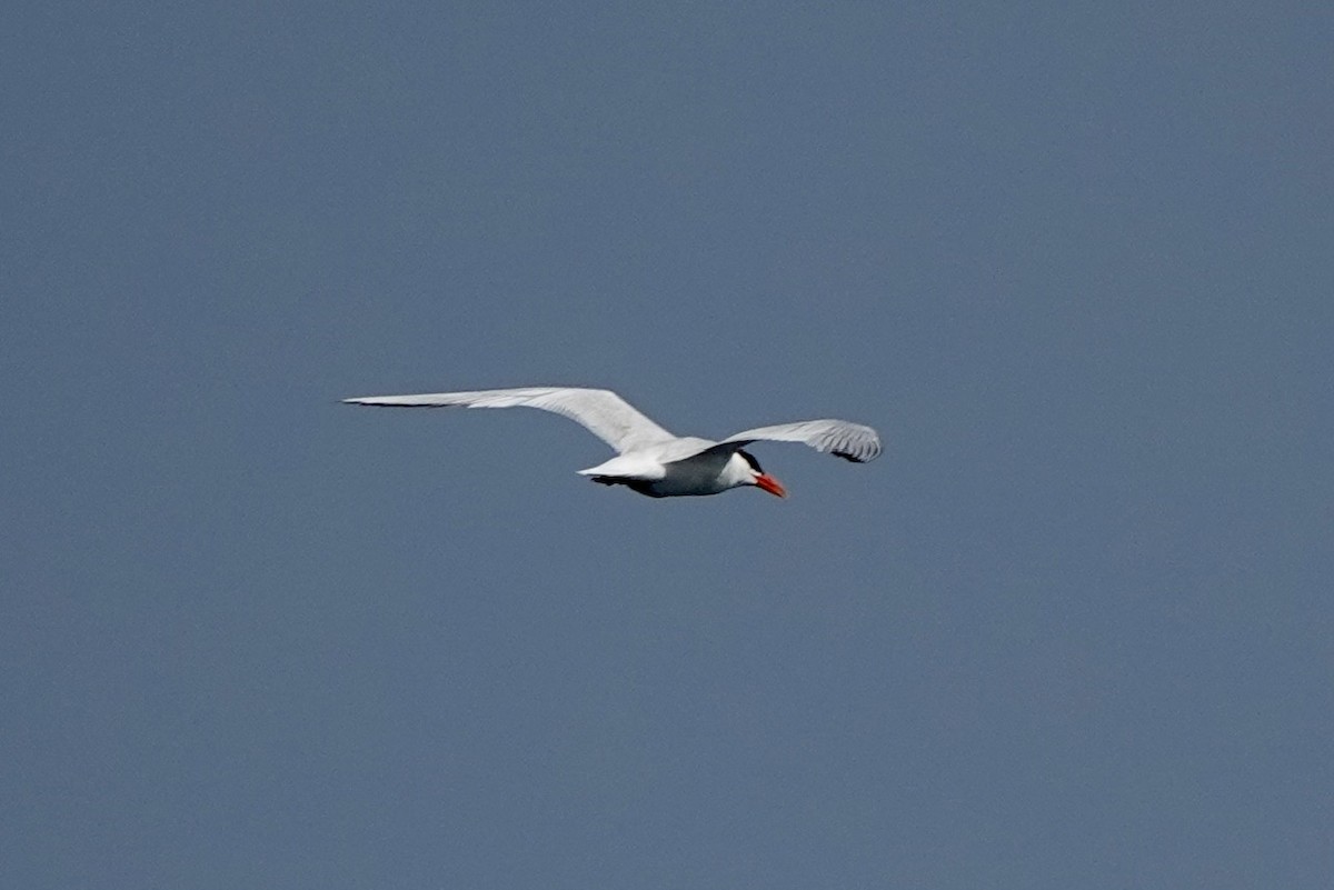 Caspian Tern - Fleeta Chauvigne