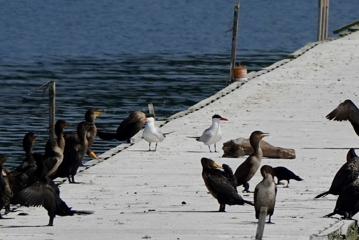 Caspian Tern - ML623023713