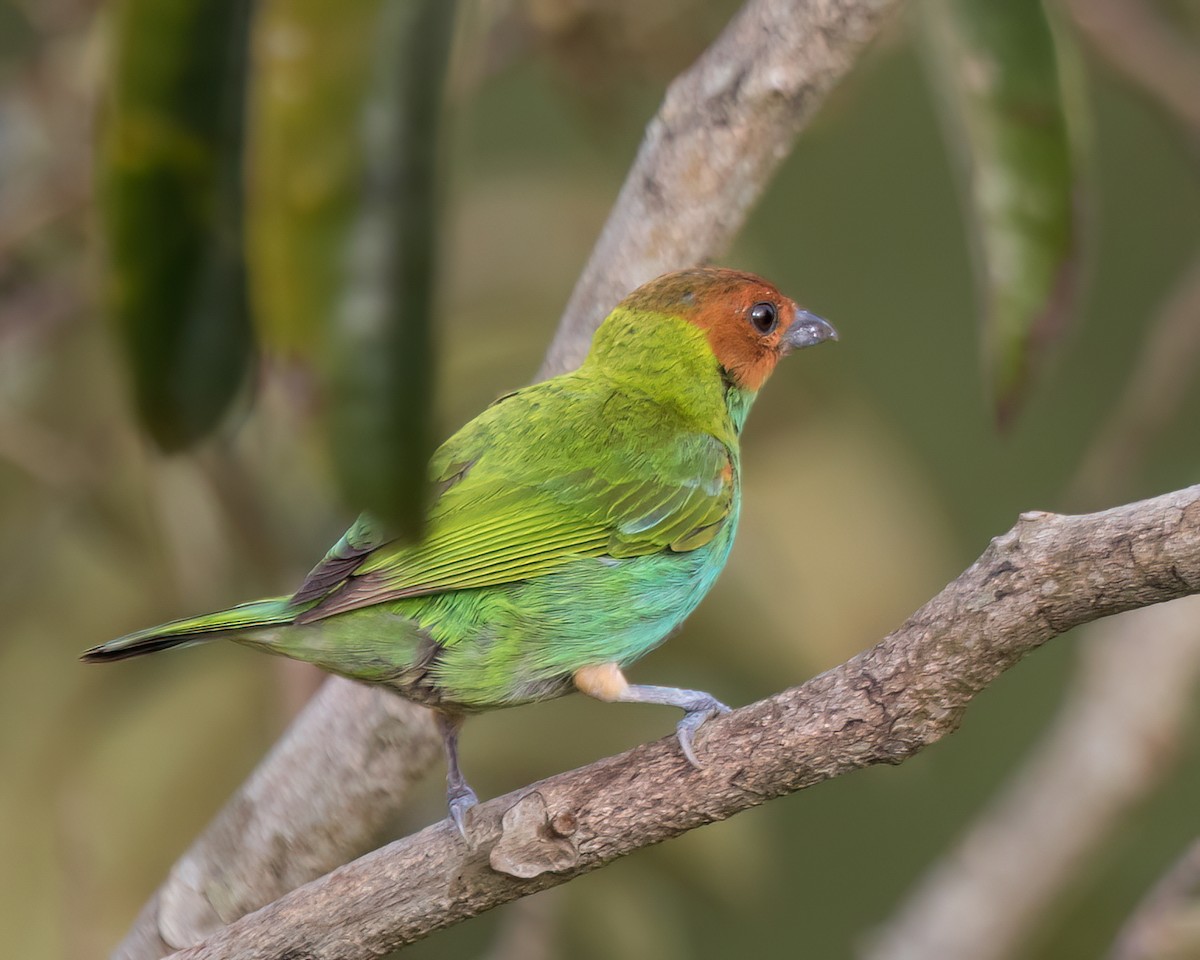 Bay-headed Tanager - ML623023714