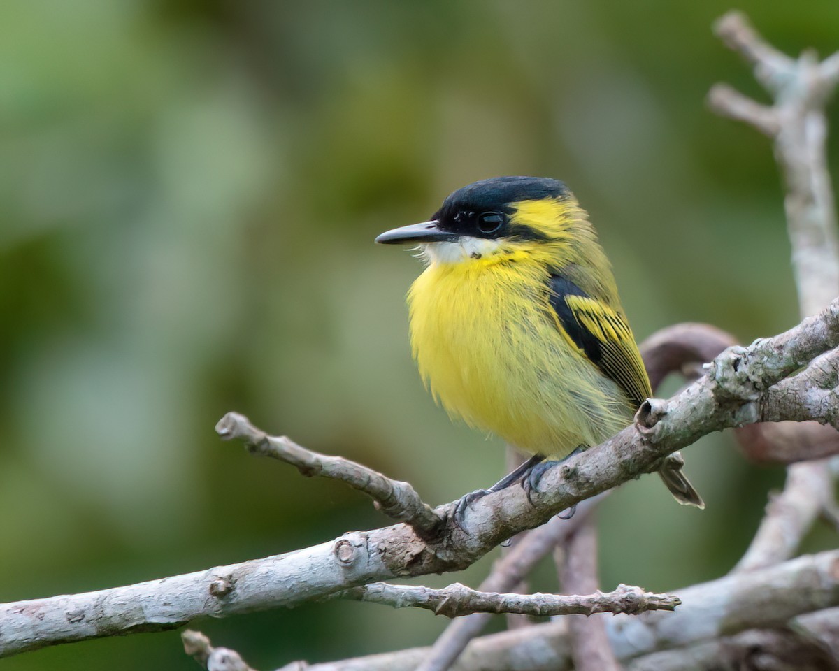 Yellow-browed Tody-Flycatcher - ML623023801