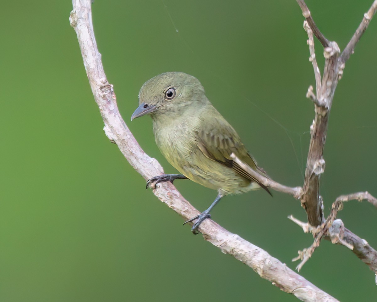 Dwarf Tyrant-Manakin - ML623023806