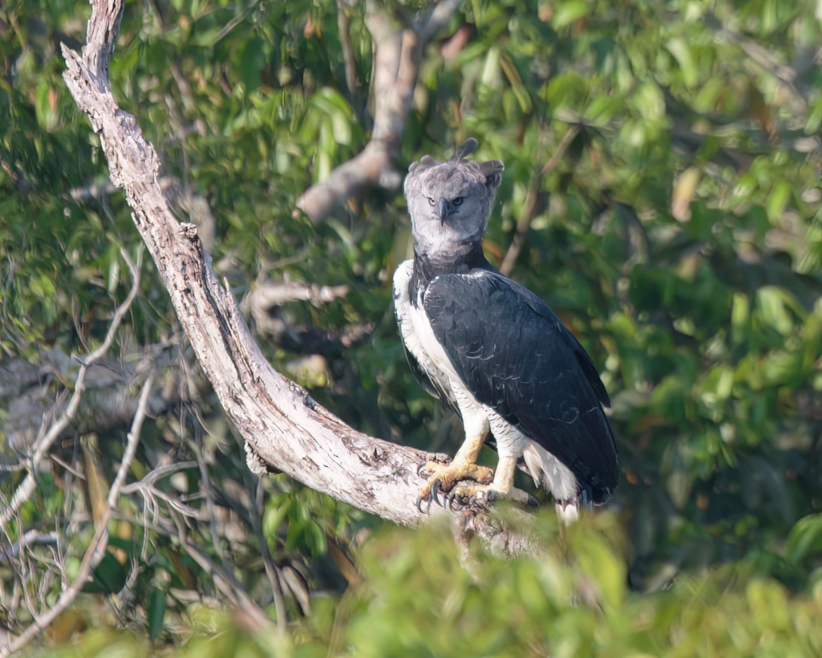 Harpy Eagle - ML623023840