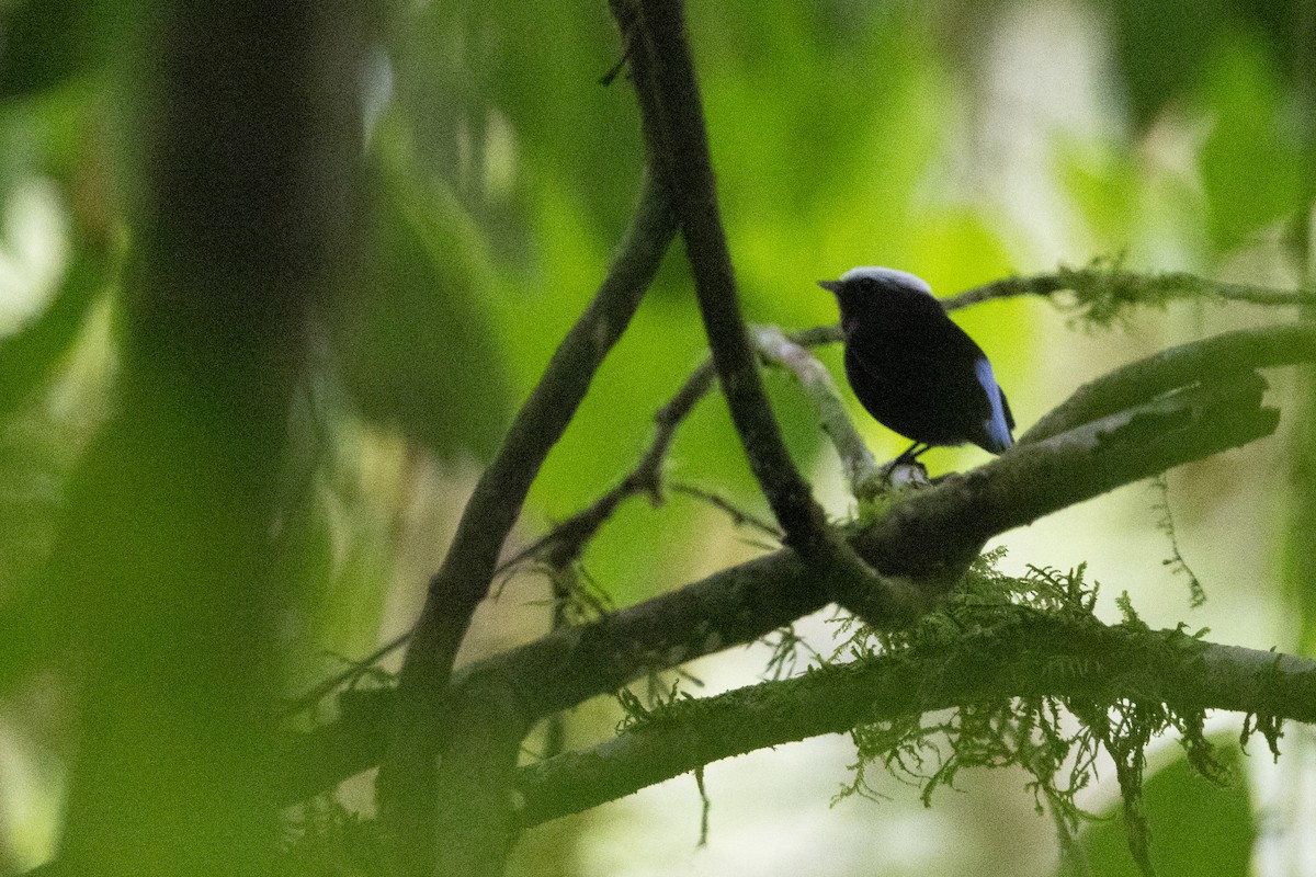 Blue-rumped Manakin - ML623023847