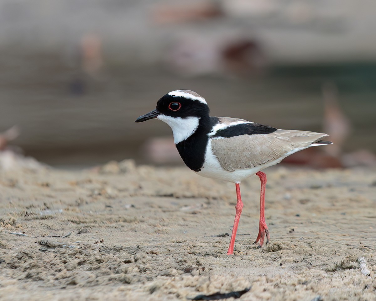 Pied Plover - Jeff Stacey