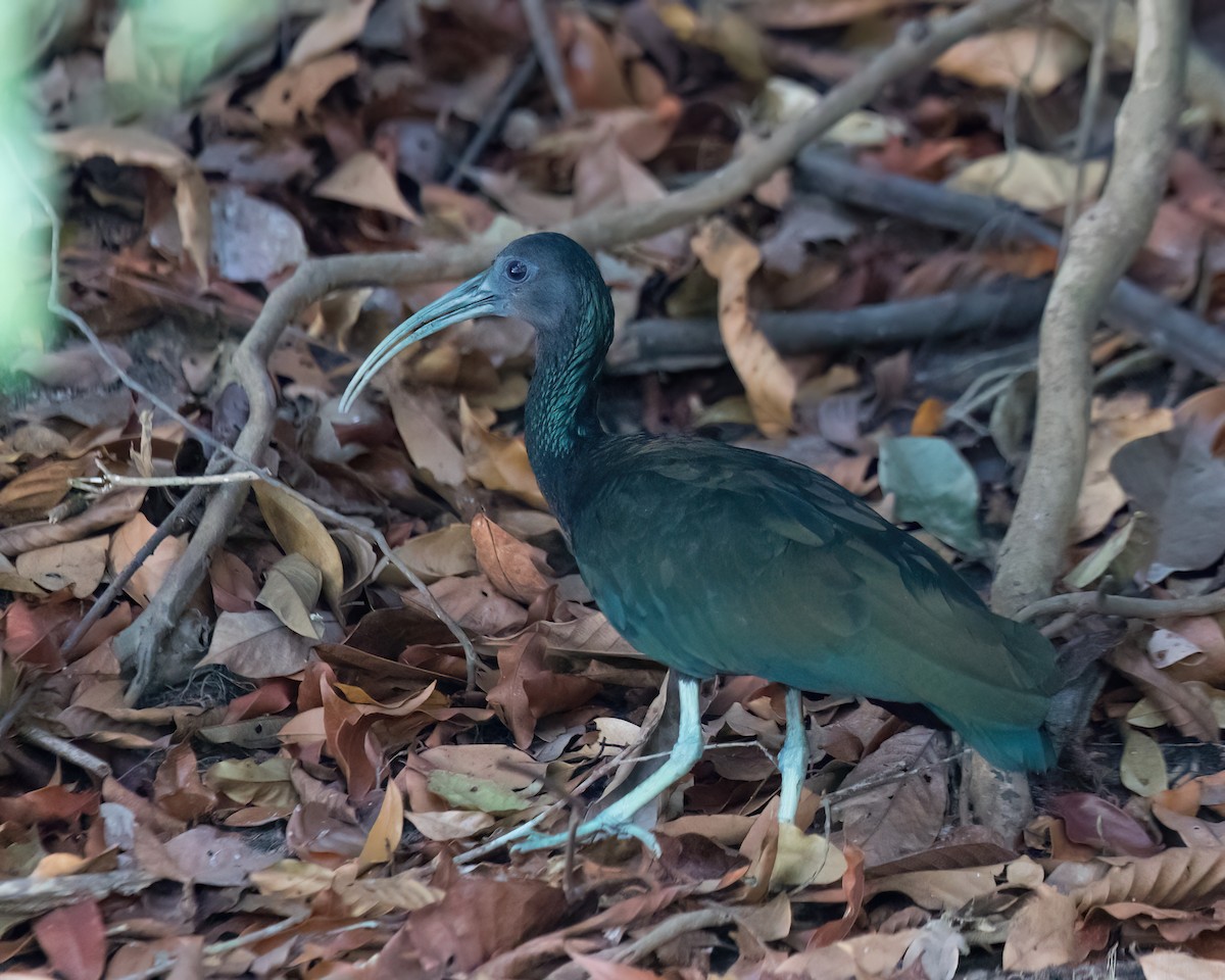 Green Ibis - ML623023872