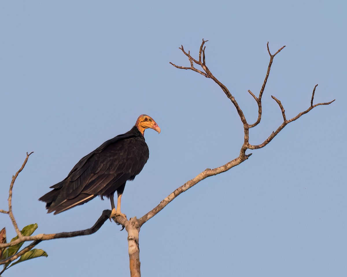 Greater Yellow-headed Vulture - Jeff Stacey