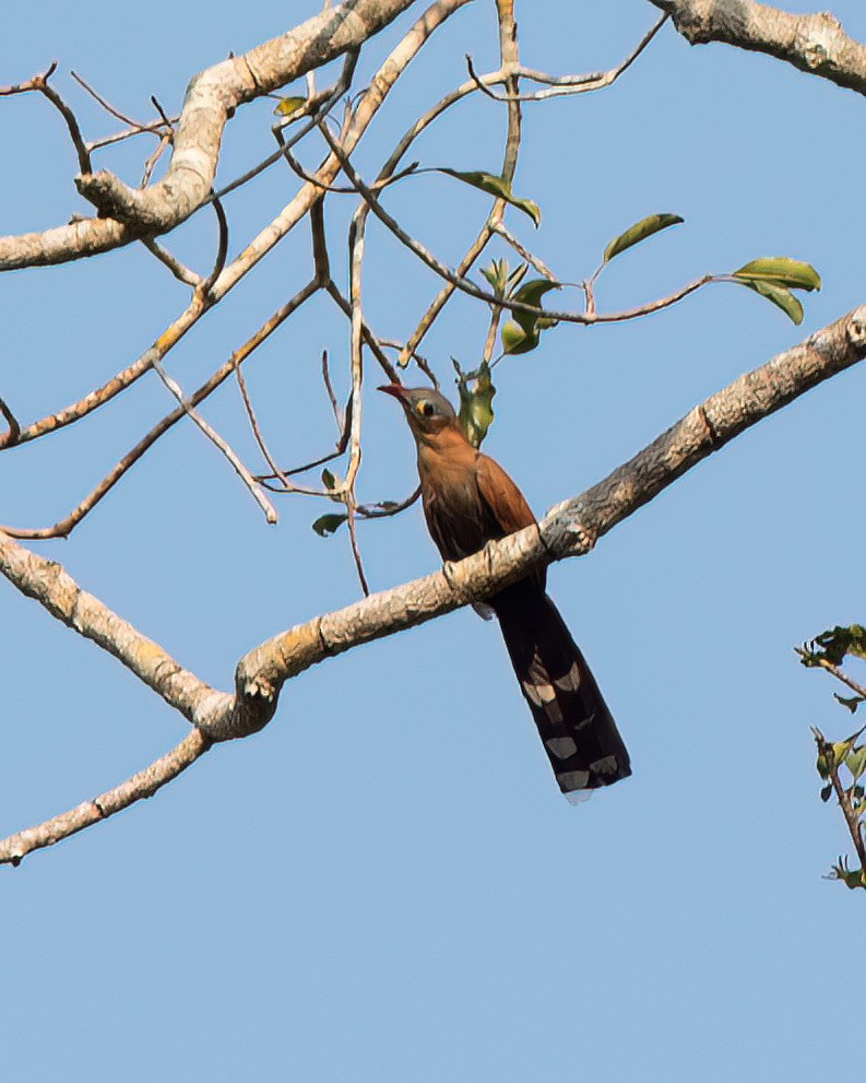 Black-bellied Cuckoo - ML623023916