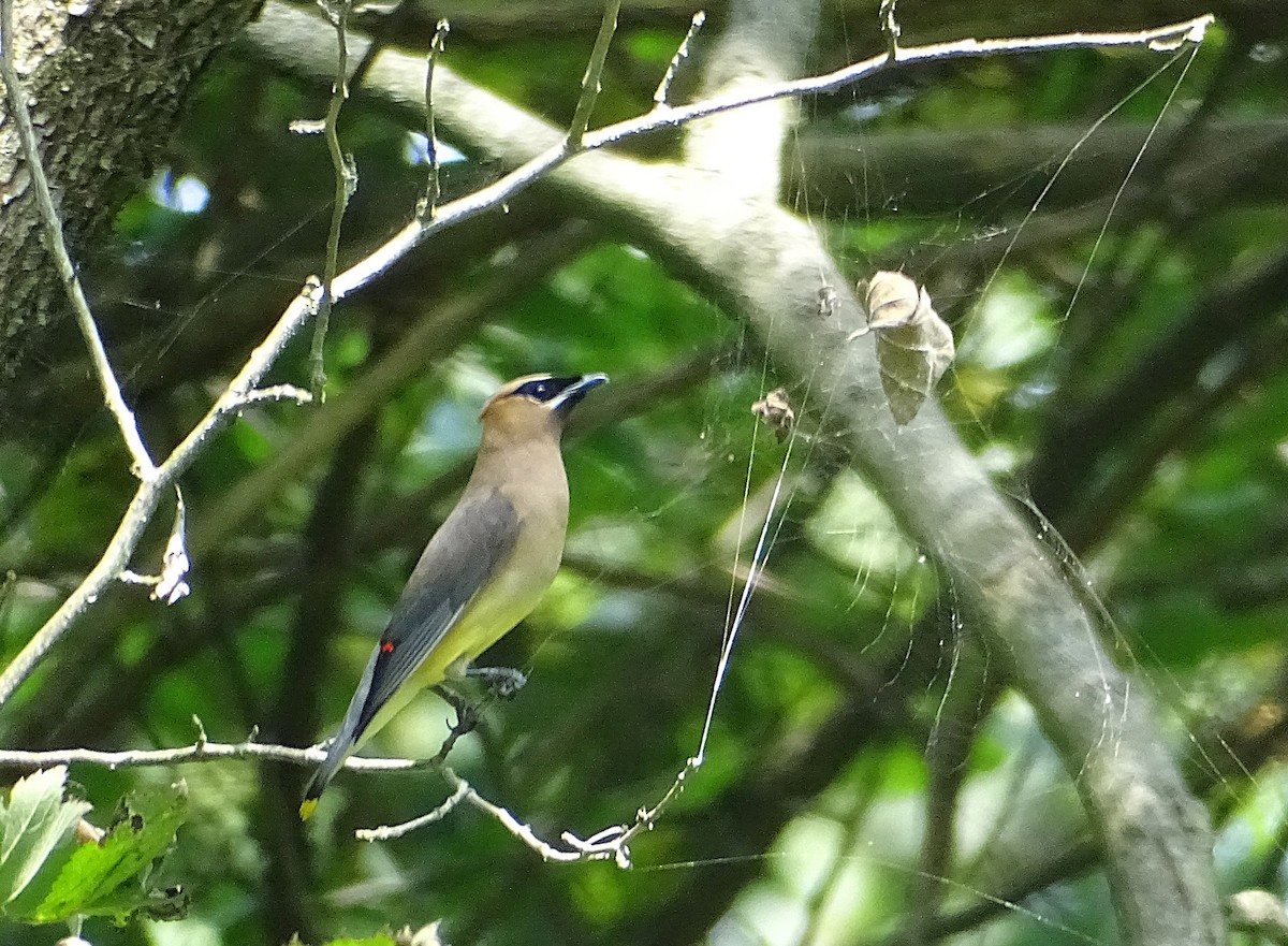 Cedar Waxwing - ML623023924