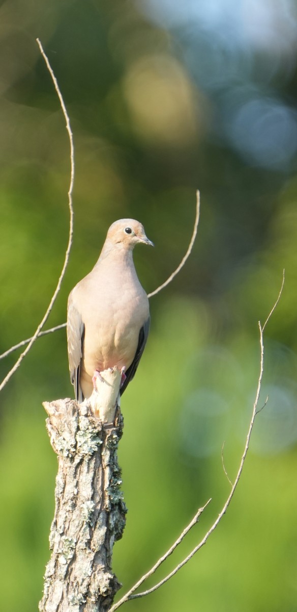 Mourning Dove - ML623024011