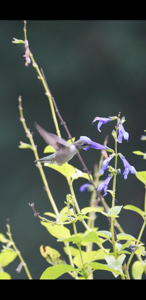 Ruby-throated Hummingbird - ML623024028