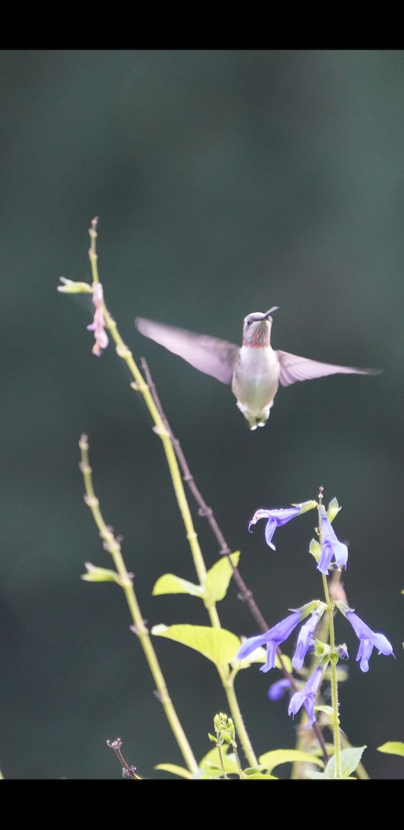 Ruby-throated Hummingbird - ML623024029