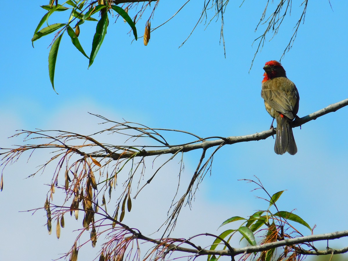 House Finch - ML623024031