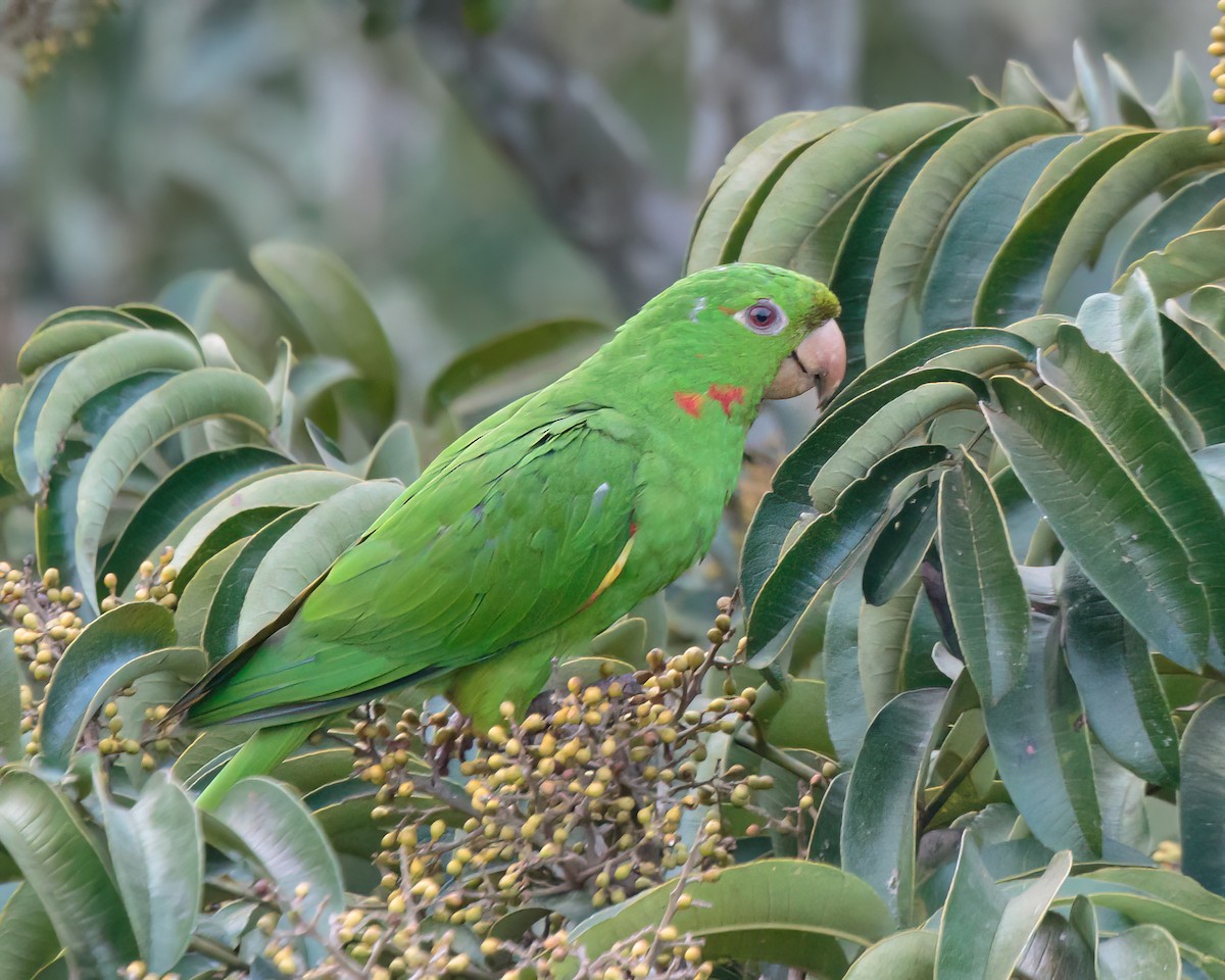 White-eyed Parakeet - ML623024073