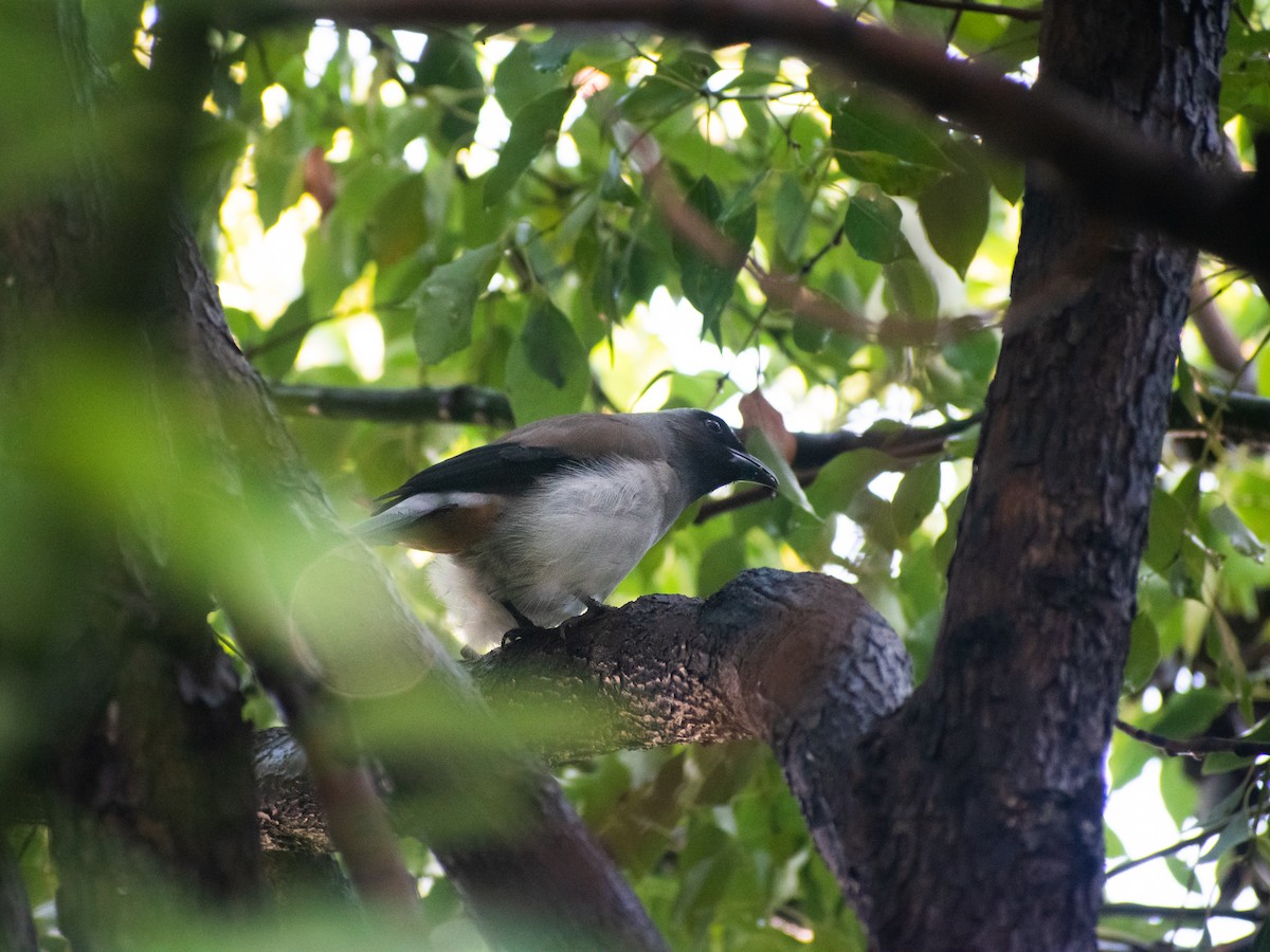 Gray Treepie - ML623024090