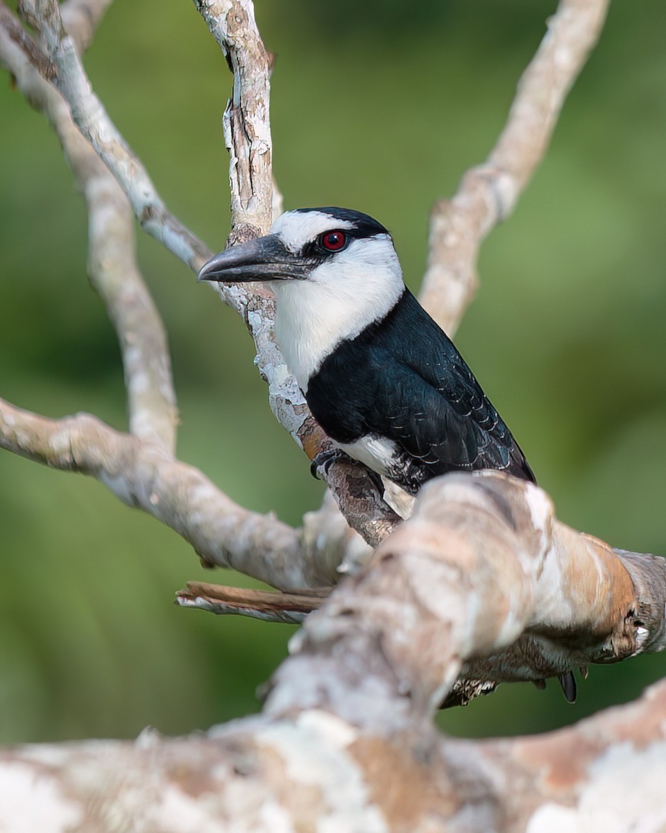 White-necked Puffbird - ML623024118