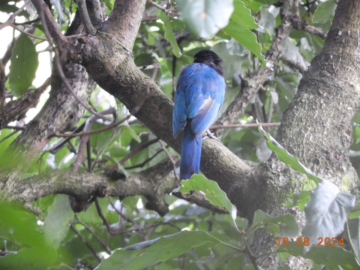 Bushy-crested Jay - ML623024140