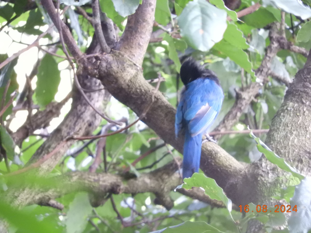 Bushy-crested Jay - ML623024141