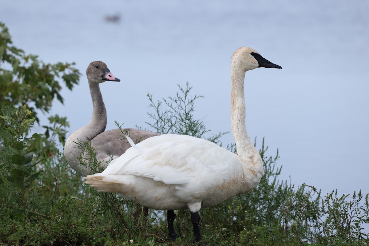 Trumpeter Swan - Braden Ribbens