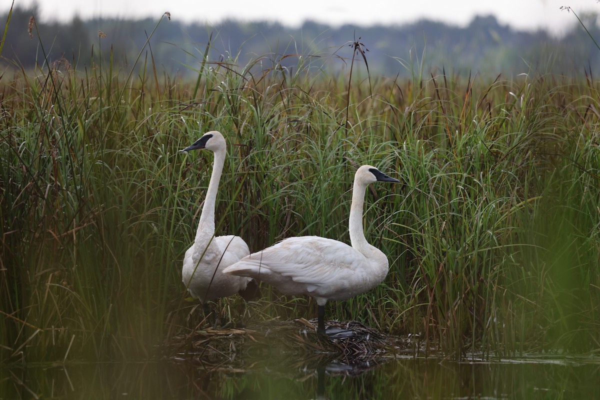 Trumpeter Swan - ML623024266