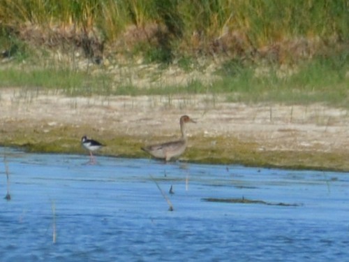 Northern Pintail - ML623024271