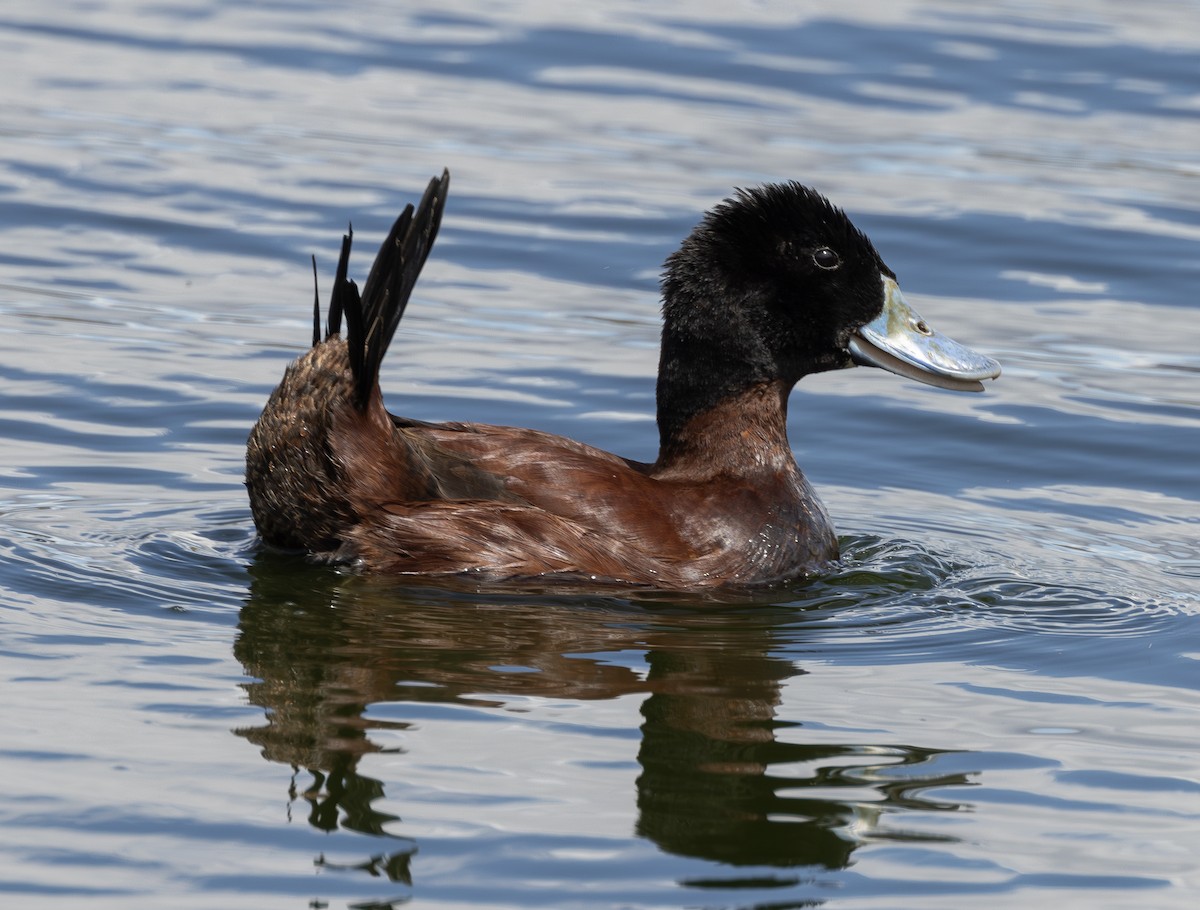 Andean Duck - ML623024346