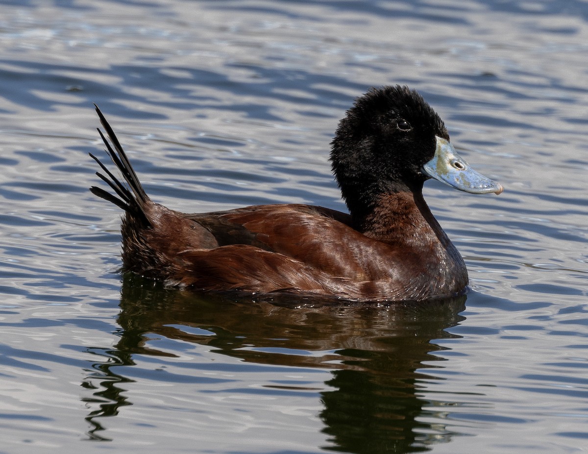 Andean Duck - ML623024347