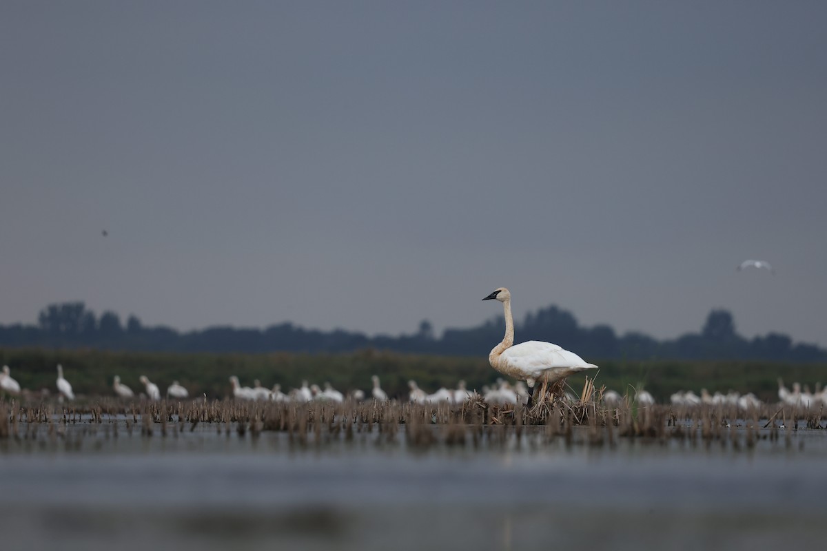 Trumpeter Swan - ML623024404