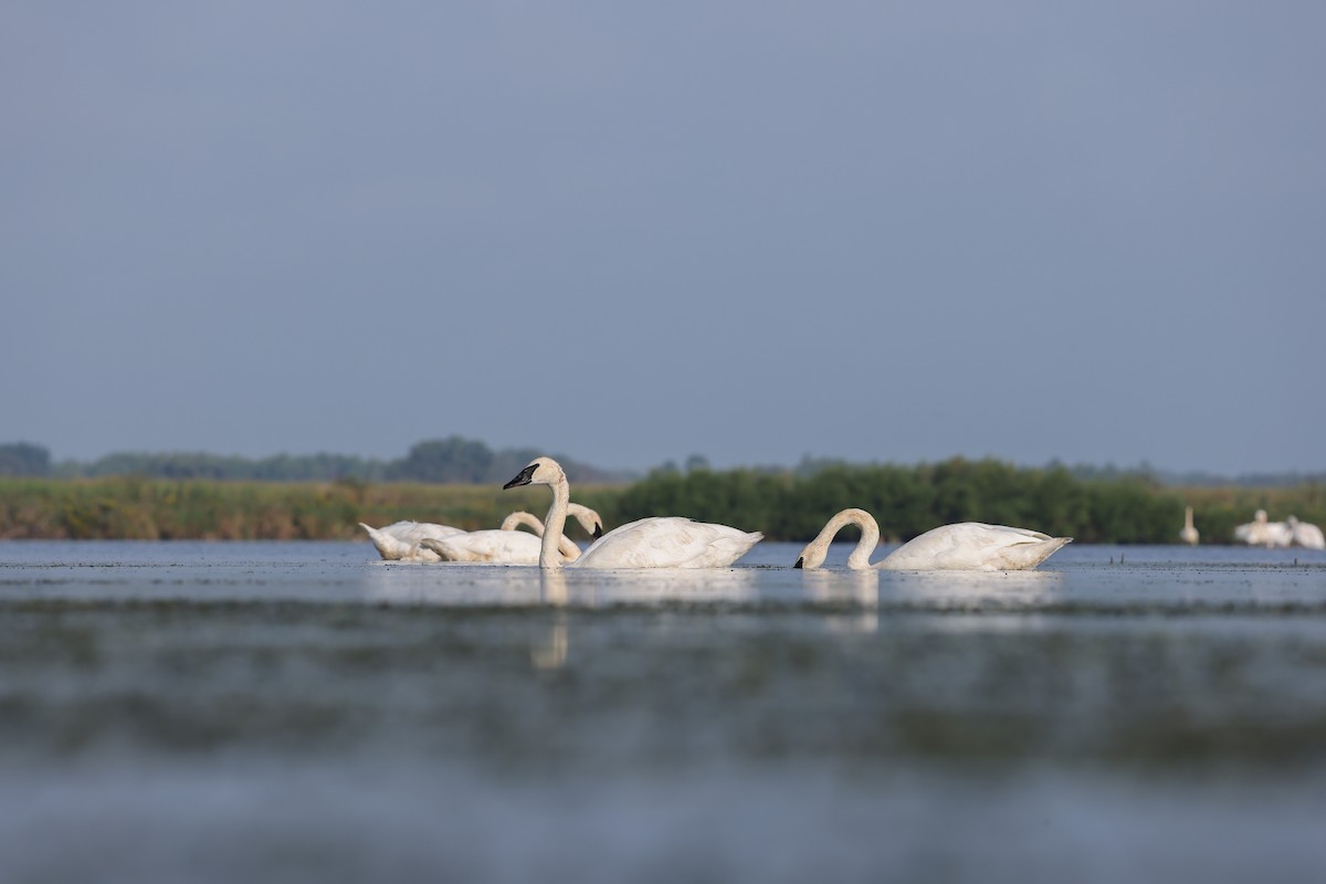 Trumpeter Swan - ML623024405