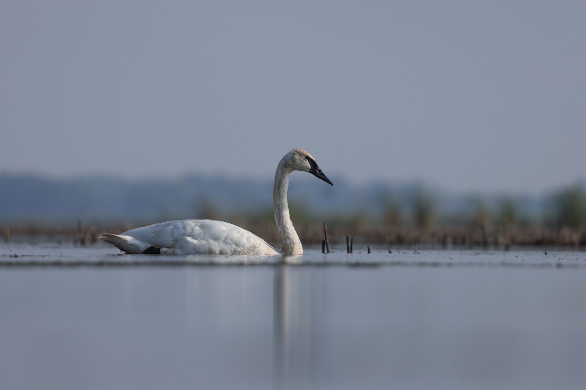 Trumpeter Swan - ML623024406