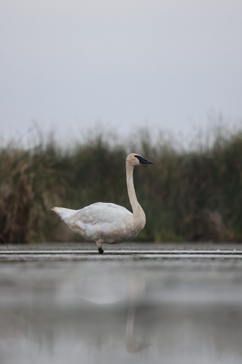 Trumpeter Swan - ML623024407