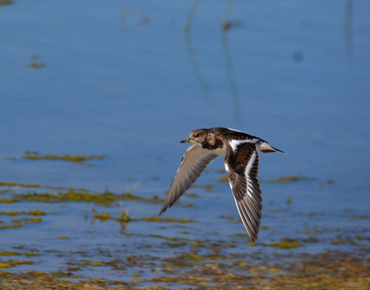Ruddy Turnstone - ML623024410