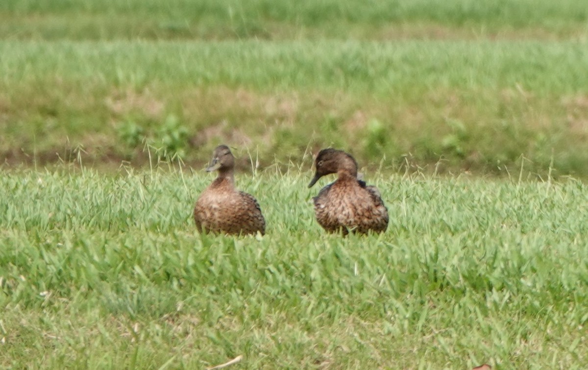 Canard des Hawaï - ML623024436