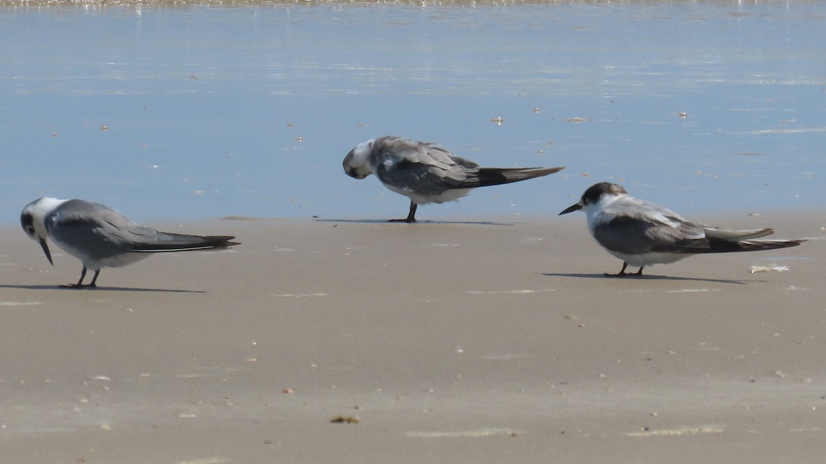 Arctic Tern - ML623024440