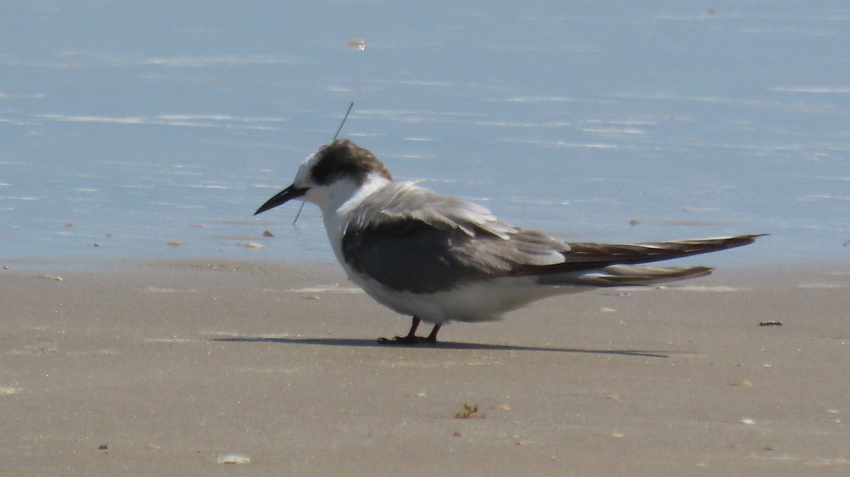 Arctic Tern - ML623024441