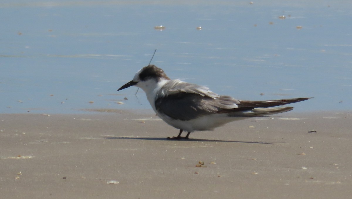 Arctic Tern - ML623024442