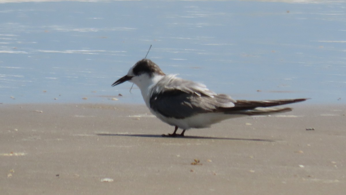 Arctic Tern - ML623024443