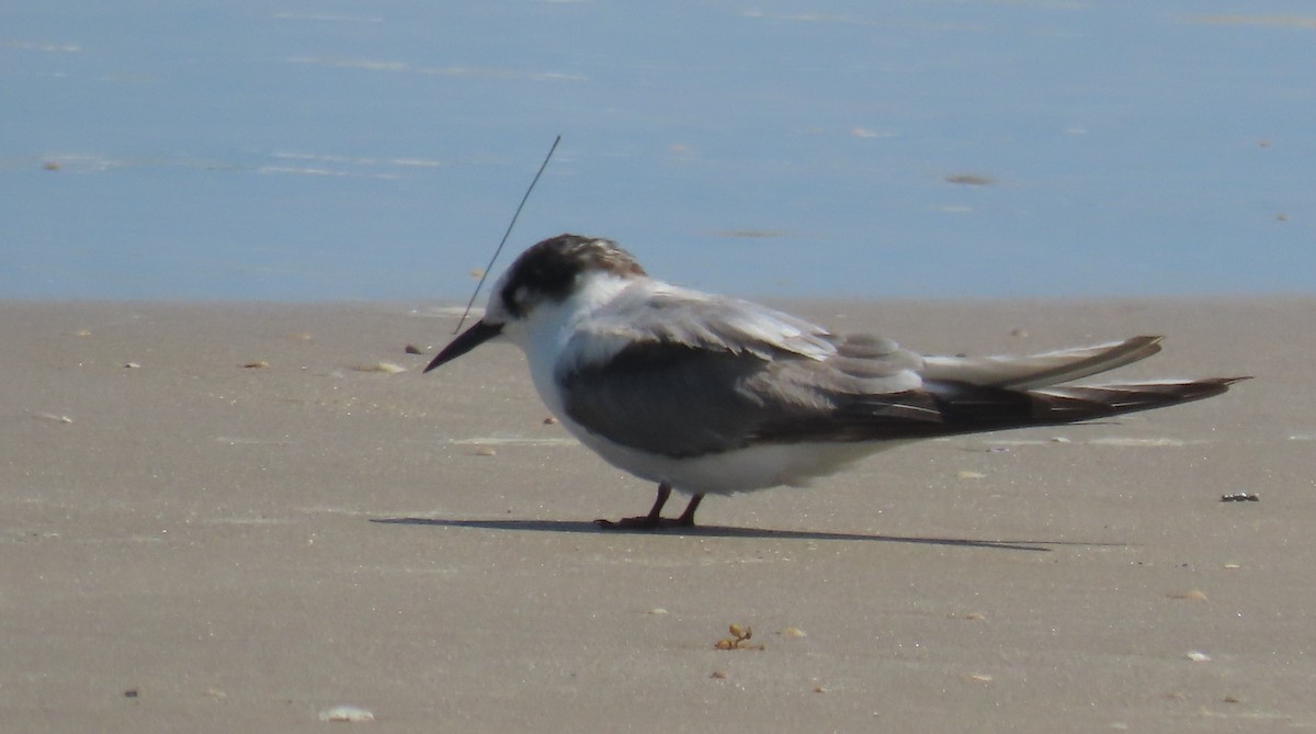 Arctic Tern - ML623024444